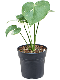 Shade-loving Monkey Leaf Monstera deliciosa 'Variegatum' Indoor House Plants
