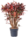 Striking Croton (Codiaeum) variegatum 'Mammi' Indoor House Plants