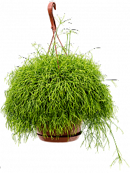 Easy-Care Mistletoe Cactus Rhipsalis cassutha Indoor House Plants