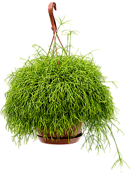 Easy-Care Mistletoe Cactus Rhipsalis cassutha Indoor House Plants