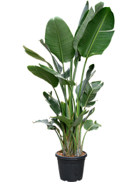Tropical Bird of Paradise Strelitzia nicolai Indoor House Plants
