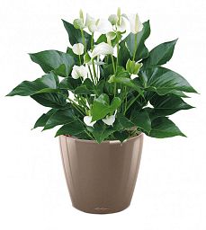 Blooming Anthurium White Champion in LECHUZA CLASSICO LS Self-watering Planter, Total Height 50 cm