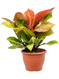 Lush Heart-Leaf Philodendron 'Prince of Orange' Indoor House Plants