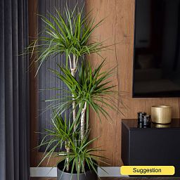 Showy Madagascar Dragon Tree Dracaena marginata Tall Indoor House Plants Trees