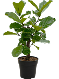 Lush Fiddle Leaf Fig Ficus lyrata Indoor House Plants