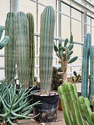 Easy-Care Mexican Giant Cactus Pachycereus pringlei Indoor House Plants
