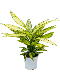Lush Dumb Cane Dieffenbachia 'Vesuvius' Indoor House Plants