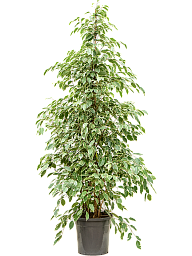 Ficus benjamina 'Golden King'