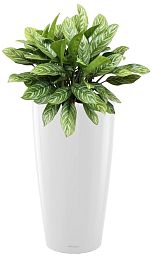 Aglaonema Stripes in LECHUZA RONDO Self-watering Planter, Total Height 80 cm