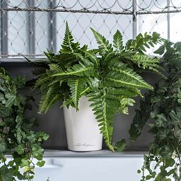 LECHUZA DELTINI|MINI-DELTINI Round Poly Resin Indoor Self-watering Planter