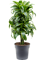 Insta-friendly Corn Plant Dracaena fragrans 'Dorado' Tall Indoor House Plants Trees