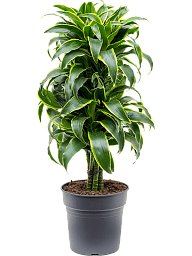 Insta-friendly Corn Plant Dracaena fragrans 'Dorado' Tall Indoor House Plants Trees