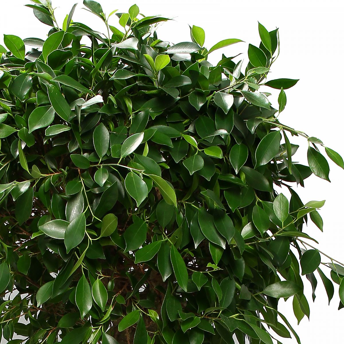 Lush Weeping Fig Ficus microcarpa ‘Nitida’ Tall Indoor House Plants Trees