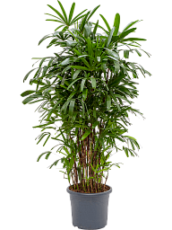 Tropical Lady Palm Rhapis excelsa Indoor House Plants