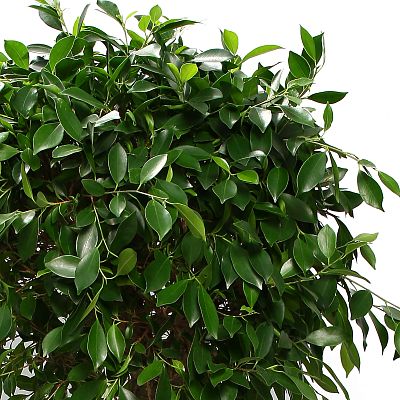 Lush Weeping Fig Ficus microcarpa ‘Nitida’ Tall Indoor House Plants Trees