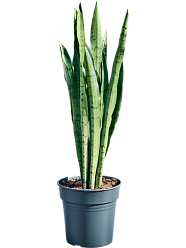 Sansevieria trifasciata 'Silver Mist'
