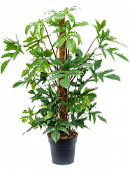 Lush Heart-Leaf Philodendron pedatum Indoor House Plants
