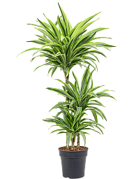 Colorful Corn Plant Dracaena fragrans 'Lemon Lime' Tall Indoor House Plants Trees