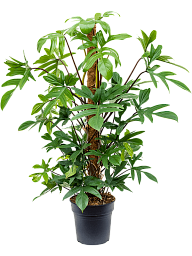 Lush Heart-Leaf Philodendron pedatum Indoor House Plants