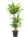 Colorful Corn Plant Dracaena fragrans 'Lemon Lime' Tall Indoor House Plants Trees