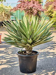 Photogenic Mound Lily Yucca gloriosa 'Variegata' Indoor House Plants