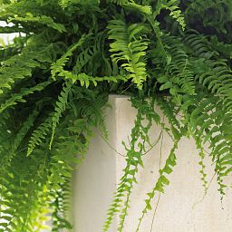 Trough Polystone Planter by Fleur Ami DIVIDE
