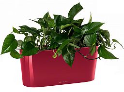 Golden Philodendron in LECHUZA DELTA Self-watering Planter, Total Height 40 cm