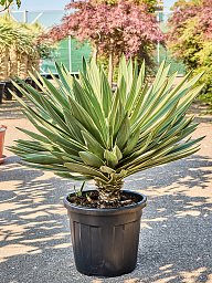 Photogenic Mound Lily Yucca gloriosa 'Variegata' Indoor House Plants