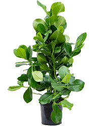 Lush Autograph Tree Clusia rosea Indoor House Plants