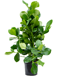 Lush Autograph Tree Clusia rosea Indoor House Plants