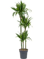 Impressive Corn Plant Dracaena fragrans 'Janet Craig' Tall Indoor House Plants Trees