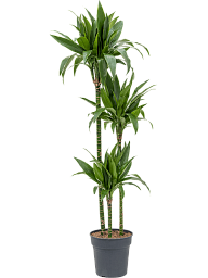 Impressive Corn Plant Dracaena fragrans 'Janet Craig' Tall Indoor House Plants Trees
