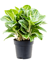 Delicate Chinese Evergreen Aglaonema 'Lemon Mint' Indoor House Plants