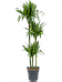 Impressive Corn Plant Dracaena fragrans 'Janet Craig' Tall Indoor House Plants Trees