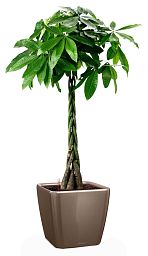 Braided Pachira Aquatica in LECHUZA QUADRO LS Self-watering Planter, Total Height 160 cm