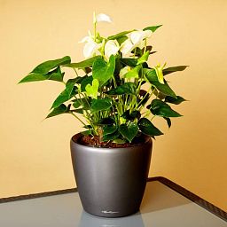 Blooming Anthurium White Champion in LECHUZA CLASSICO LS Self-watering Planter, Total Height 50 cm