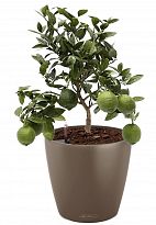 Potted House Plant Lemon Tree in LECHUZA CLASSICO Color Nutmeg Self-wa...