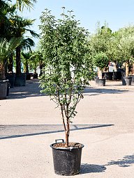 Lush Paperbark Maple Acer griseum (190-240) Outdoor Plants