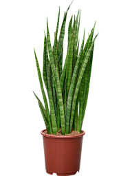 Easy-Care Snake Plant Sansevieria kirkii Indoor House Plants