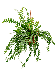 Cheerful Fishbone Cactus Epiphyllum anguliger Indoor House Plants