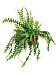 Cheerful Fishbone Cactus Epiphyllum anguliger Indoor House Plants