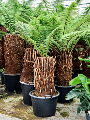 Lush Soft Tree Fern Dicksonia antarctica Tall Indoor House Plants Trees