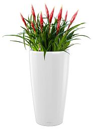 Blooming Vriesea Astrid in LECHUZA RONDO Self-watering Planter, Total Height 90 cm