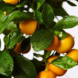 Citrofortunella Calamondine in LECHUZA CILINDRO Self-watering Planter, Total Height 105 cm