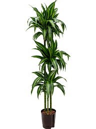 Elegant Corn Plant Dracaena fragrans 'Hawaiian Sunshine' Indoor House Plants