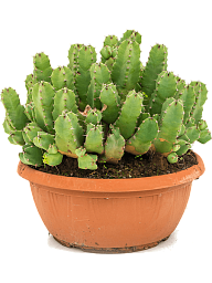 Cute African Milk Tree Euphorbia resinifera Indoor House Plants