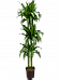 Elegant Corn Plant Dracaena fragrans 'Hawaiian Sunshine' Indoor House Plants