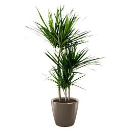 Dracaena Marginata in LECHUZA CLASSICO LS Self-watering Planter, Total Height 120 cm