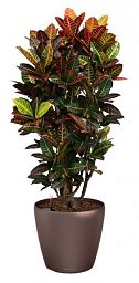Codiaeum Petra in LECHUZA CLASSICO LS Self-watering Planter, Total Height 120 cm