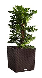 Monstera Deliciosa in LECHUZA CUBE Cottage Self-watering Planter, Total Height 160 cm